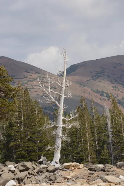 DSC_2978 (Large).JPG